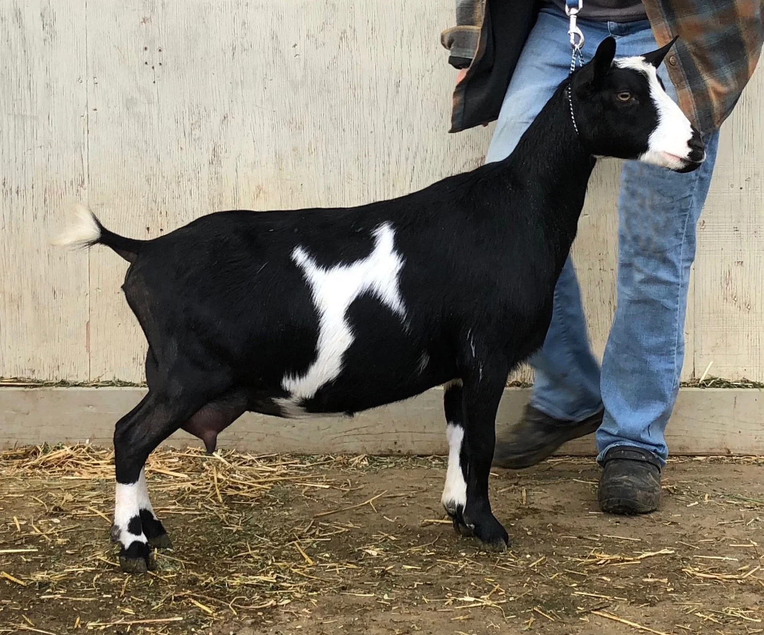 Rus ayollari talvasaga tushgunlaricha ular qanday bolishini tomosha qiling. Voyaga etgan ayol keng tos suyagiga ega